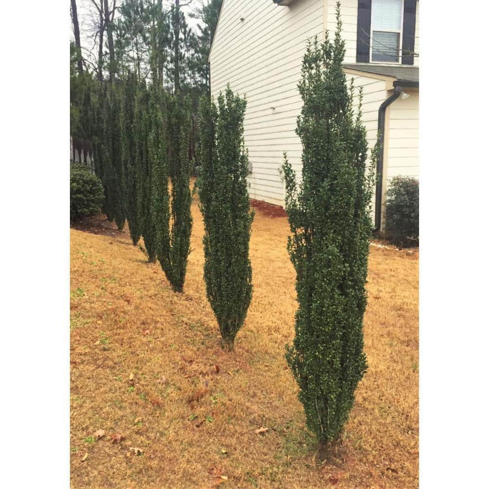 2.5 Qt. Sky Pencil Japanese Holly(Ilex), Live Plant, Upright Growth Habit - Hercitys