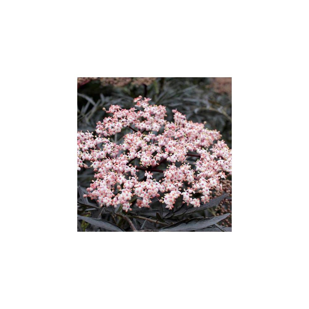 2 Gal. Black Lace Elderberry (Sambucus) Lives Shrub with Pink and White Blooms - Hercitys