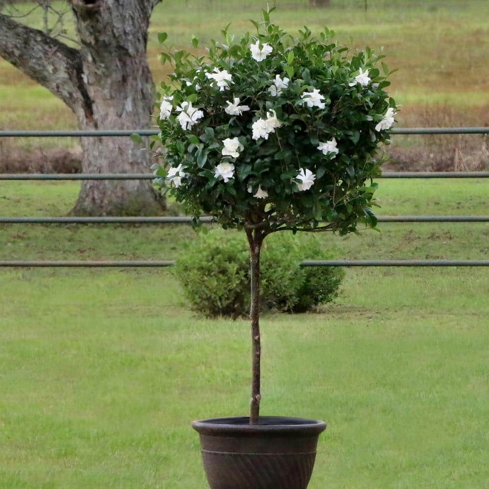 3 gal. Gardenia Aimee Tree - Hercitys