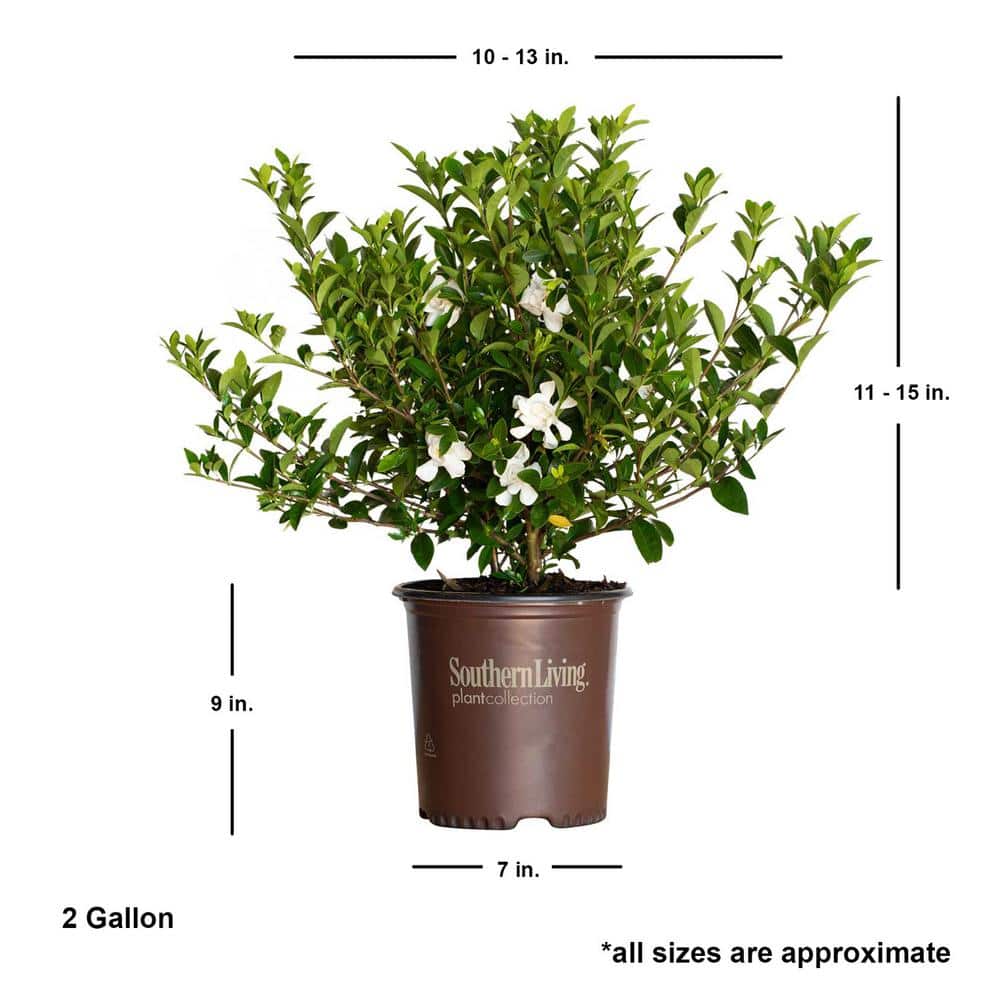 2 Gal. Jubilation Gardenia, Live Evergreen Shrub, White Fragrant Blooms - Hercitys