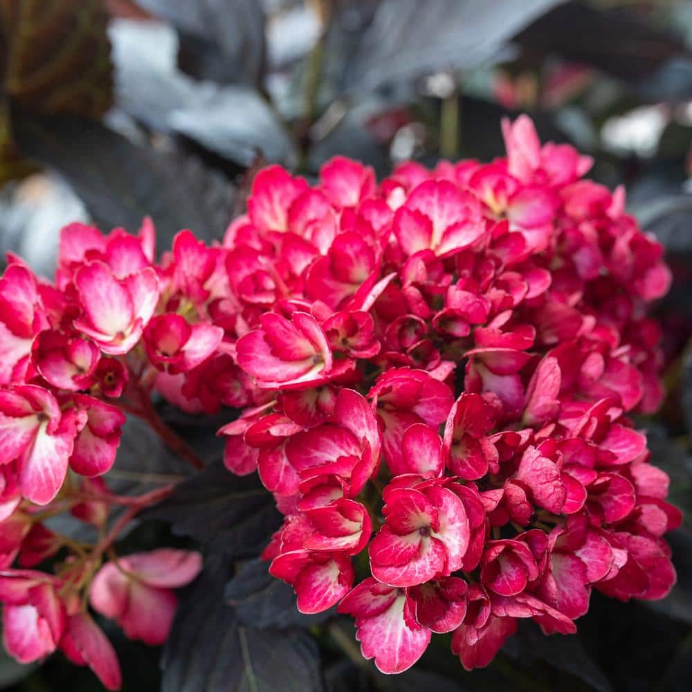 2 Gal. Eclipse Hydrangea Shrub with Cranberry Flowers - Hercitys