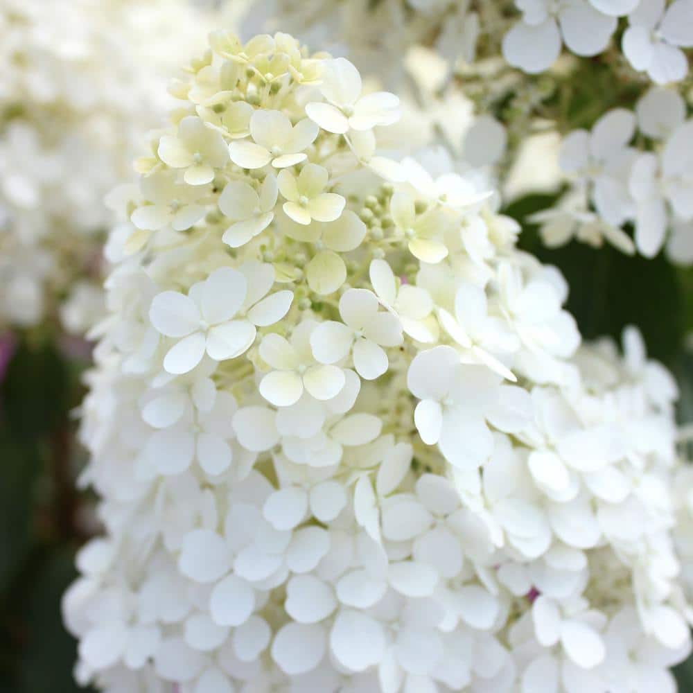 2 Gal. Bobo Hydrangea Shrub with White Flowers - Hercitys