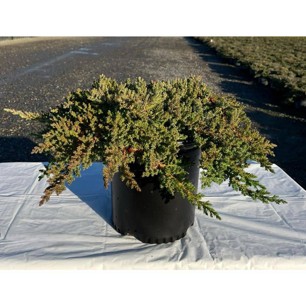 1.5 gal. Juniper Procumbens ‘Nana’ (Juniperus procumbens ‘Nana’) Evergreen Shrub Groundcover 1-Each - Hercitys