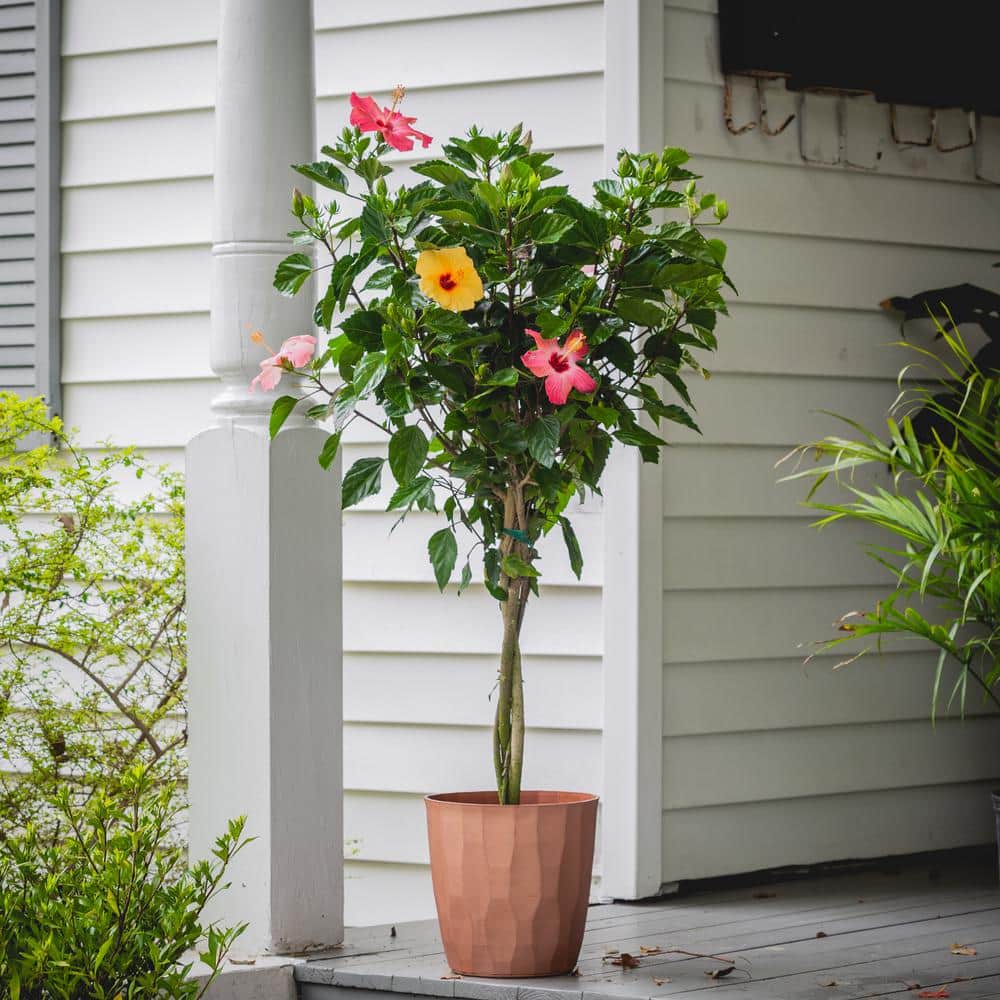 2 Gal. Triple Twist Braided Hibiscus Shrub - Hercitys