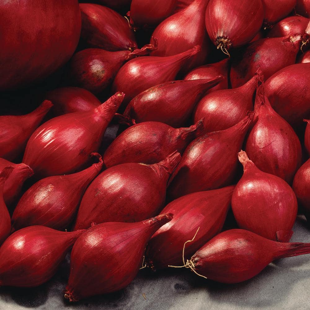 10/25mm, Red Baron Onion Sets for Planting (1 lbs. Bag) - Hercitys