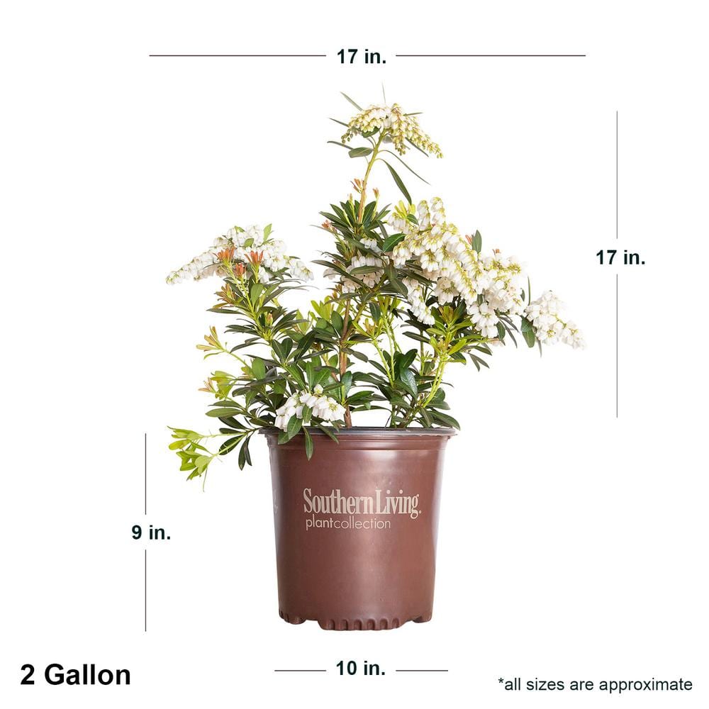 2 Gal. Mountain Snow Pieris, Evergreen Shrub, Clusters of Small Bell-shaped White Blooms - Hercitys