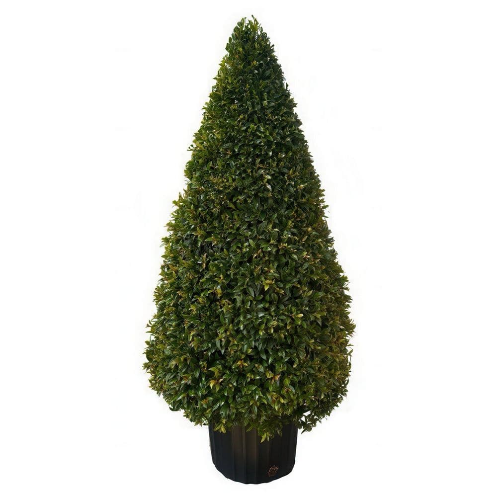 3 Gal. Eugenia Cone Topiary 38 in. - Hercitys