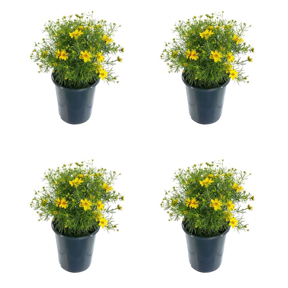 2.5 qt. Coreopsis v. Zagreb Perennial (4-Pack) - Hercitys