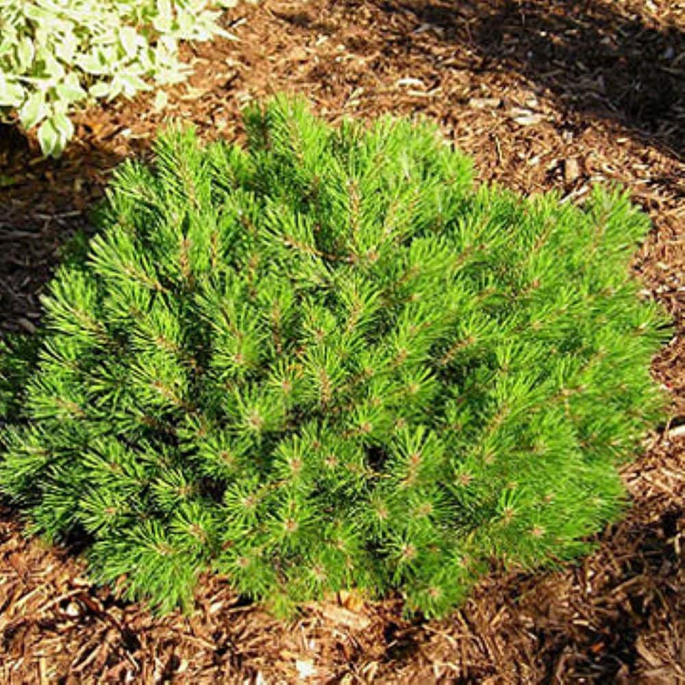 1.5 Gal. Dwarf Mugo Pine Live Shrub with Dark Green Needled Foliage - Hercitys