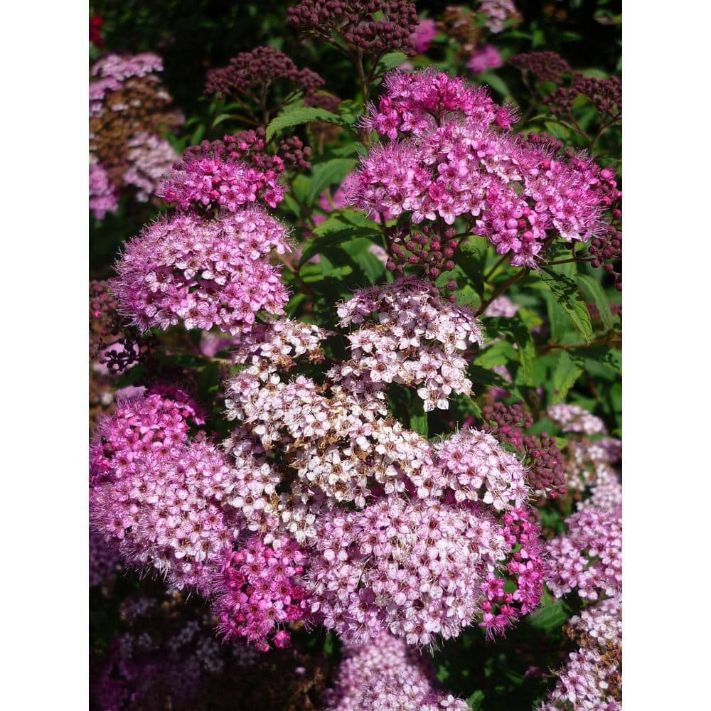 1 Gal. Anthony Waterer Spirea Shrub Huge Pyramidal Clusters of Rosepink Flowers, Dense Spreading Green Foliage - Hercitys