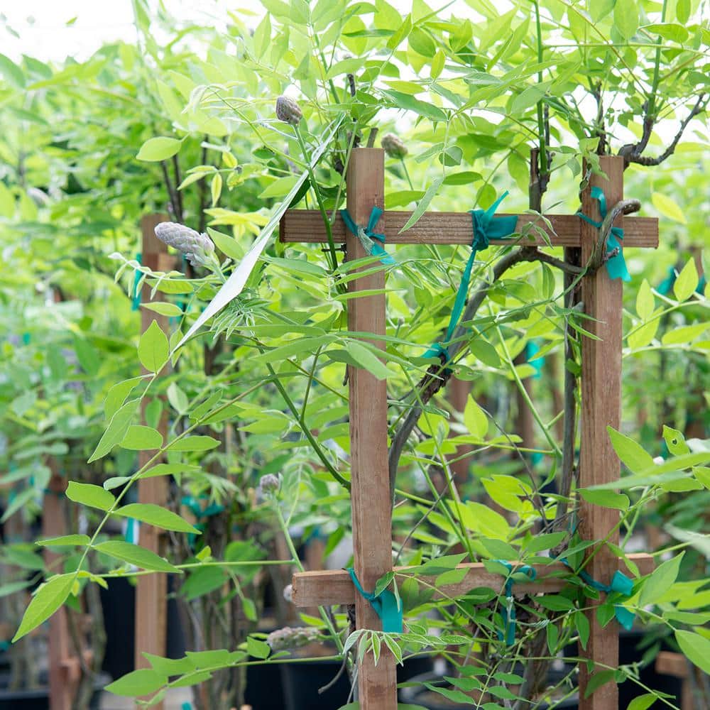 3. Gal ‘Amethyst Falls’ Purple Wisteria Plant (2-Pack) - Hercitys