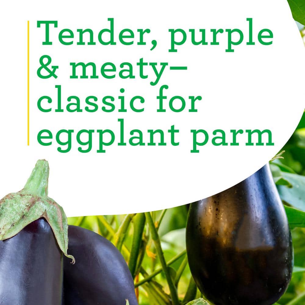 19 oz. Black Beauty Eggplant Plant (2-Pack) - Hercitys