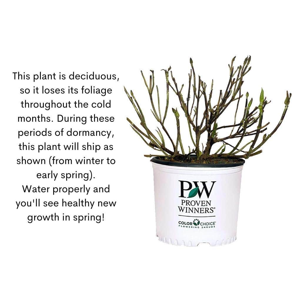 5 Gal. Puffer Fish Hydrangea Shrub - Hercitys