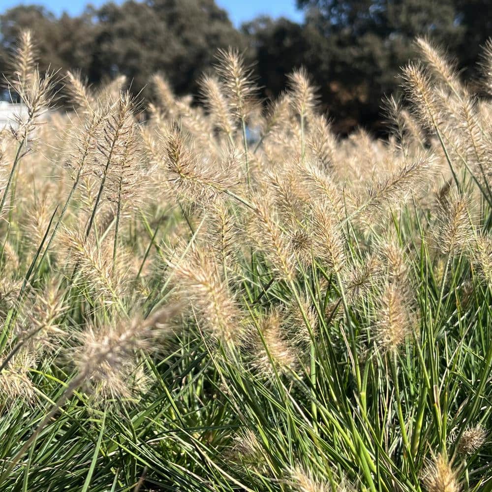 1 Container-Little Bunny Dwarf Fountain Grass Plant - Hercitys