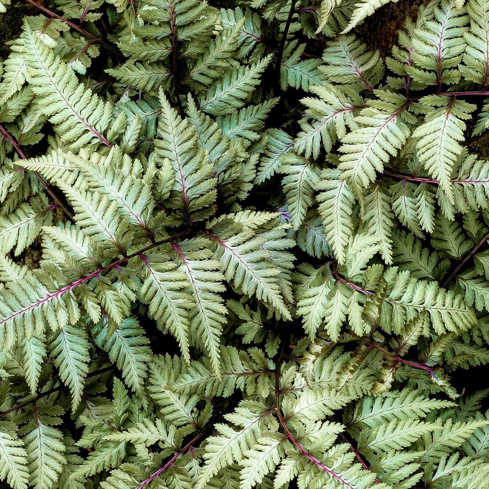 5.5 in. Godzilla Painted Fern Plant - Hercitys