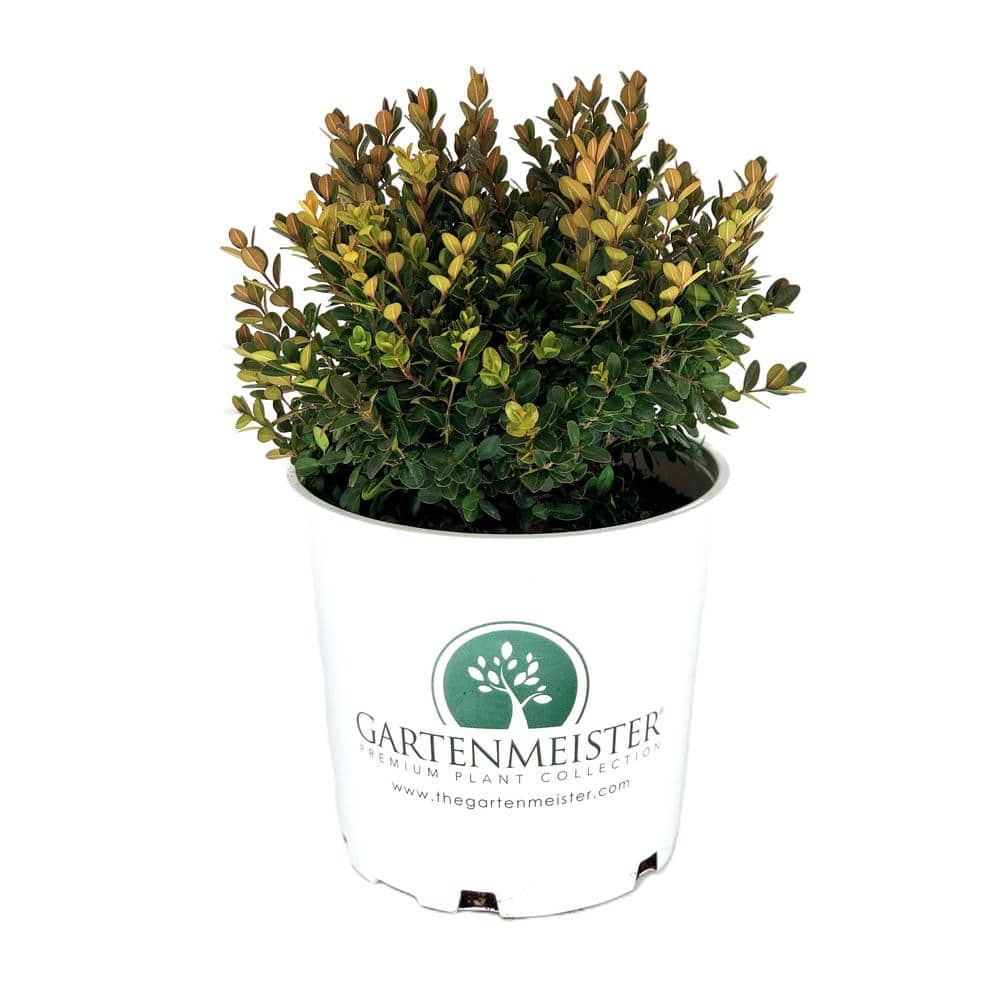 2.0 Gal. Little Missy Boxwood (Buxus microphylla ‘Little Missy’) (1-Each) - Hercitys