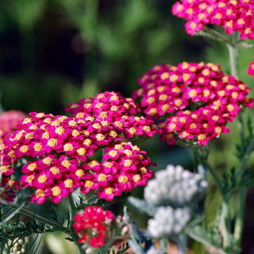 3.25 in. Desert Eve Rose Achillea Perennial Plant with Pin.k Flowers 3-Piece - Hercitys