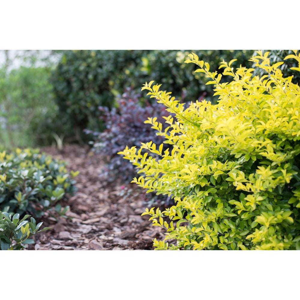 3 Gal. Sunshine Ligustrum Golden Privet Live Shrub with Golden-Yellow Foliage (1-Pack) - Hercitys