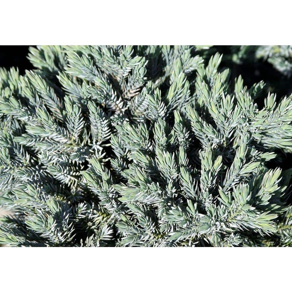 1.5 Gal. Blue Star Juniper Live Shrub with Icy Blue Folliage - Hercitys