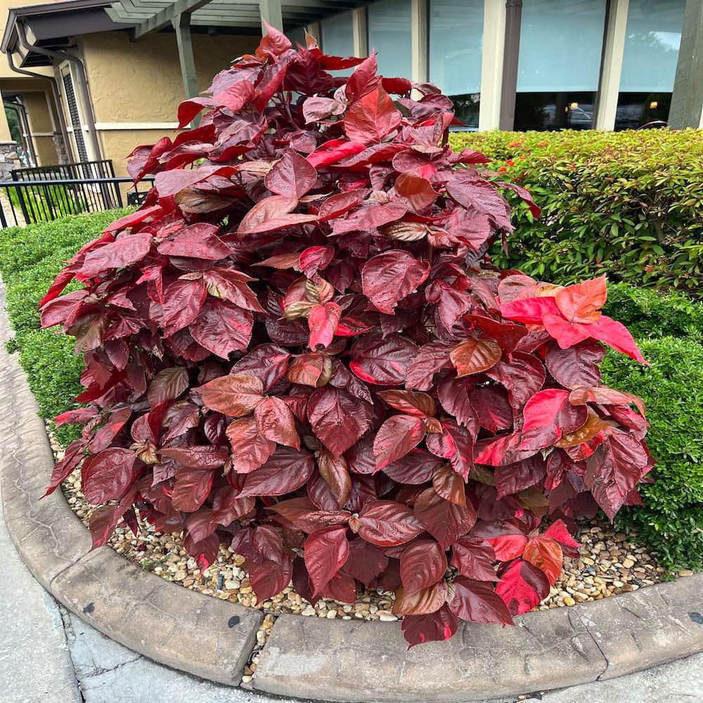3 Gal. Red Copper Plant Non Flowering Shrub - Hercitys