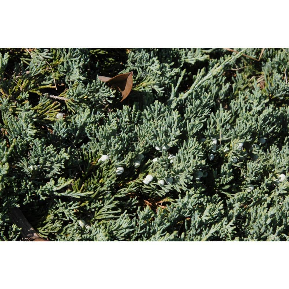 2.25 Gal. Blue Rug Juniper Live Shrub with Silvery-Blue Foliage - Hercitys