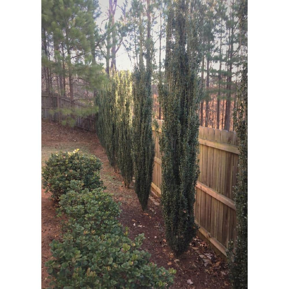 2.5 Qt. Sky Pencil Japanese Holly(Ilex), Live Plant, Upright Growth Habit - Hercitys