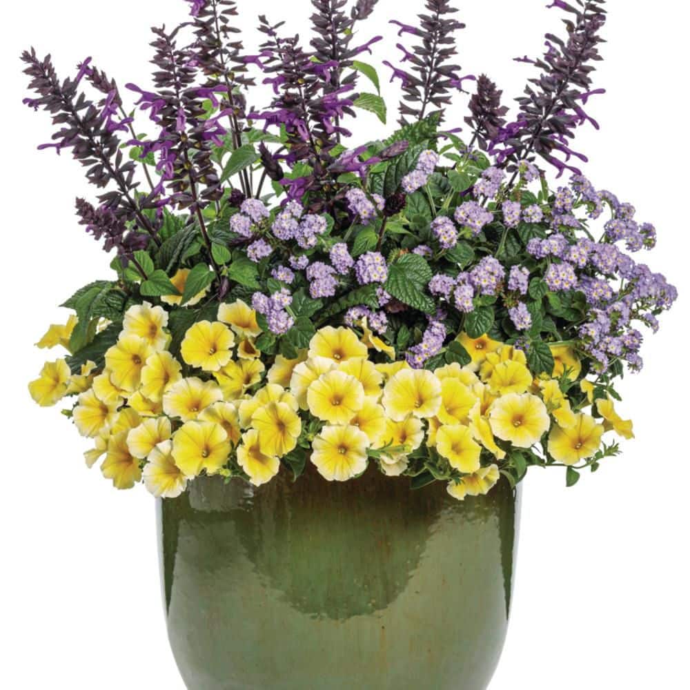 4.25 in. Eco+ Grande Supertunia Saffron Finch (Petunia Hybrid) Live Annual Plant with Yellow Flowers 4-Pack - Hercitys