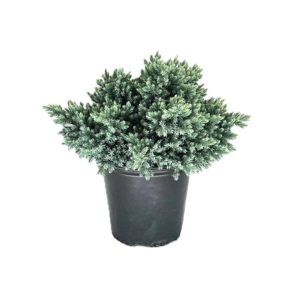 1.5 Gal. Blue Star Juniper Live Shrub with Icy Blue Folliage - Hercitys