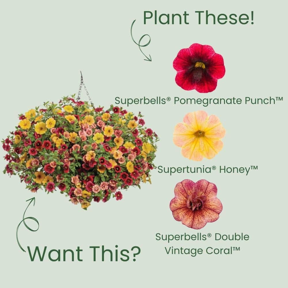 4.25 in. Eco+ Grande Superbells Pomegranate Punch Calibrachoa (hybrid) Live Annual Plant with Red Flowers 4-Pack - Hercitys