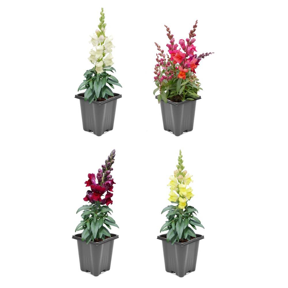 1.0 PT Snapdragon Mix Annual Plant with Multi-Colored Flowers-4 Pack - Hercitys