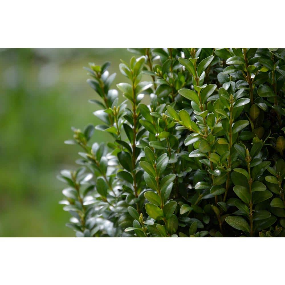 1 Gal. Green Velvet Boxwood Evergreen Shrub 2-Plants - Hercitys