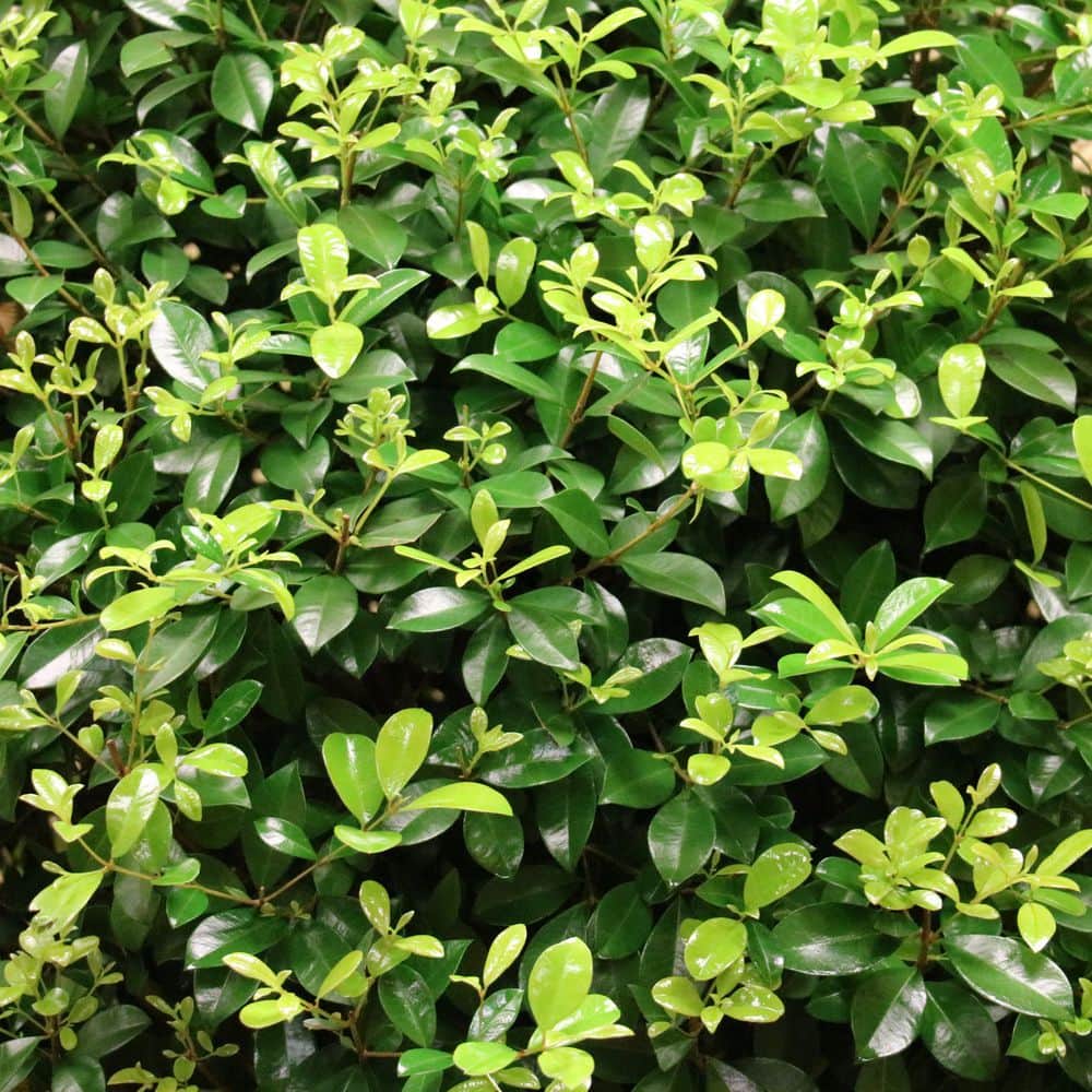 3 Gal. Eugenia Cone Topiary 38 in. - Hercitys