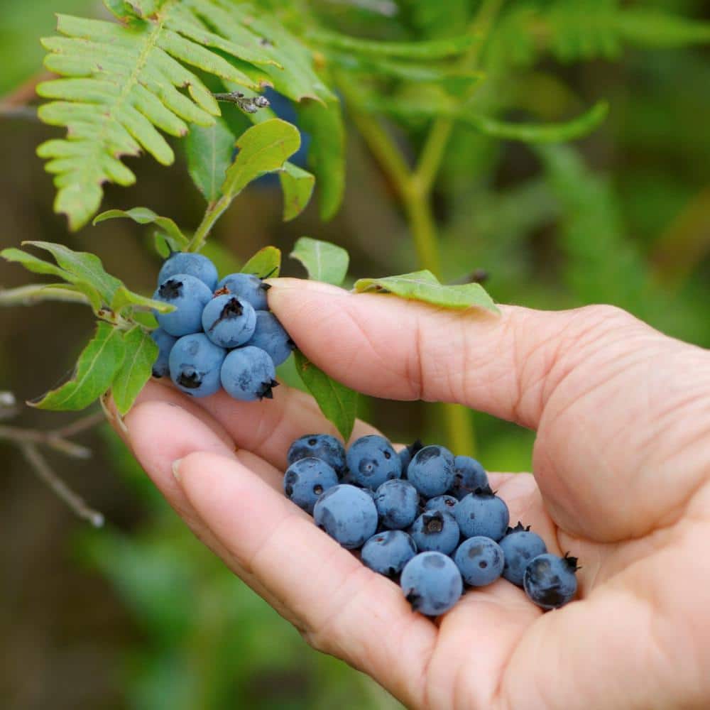 2.25 Gal. Sunshine Blue Blueberry Plant - Hercitys