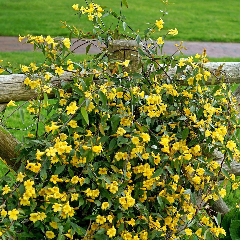 1 gal. Carolina Jessamine Plant with Yellow Flowers - Hercitys