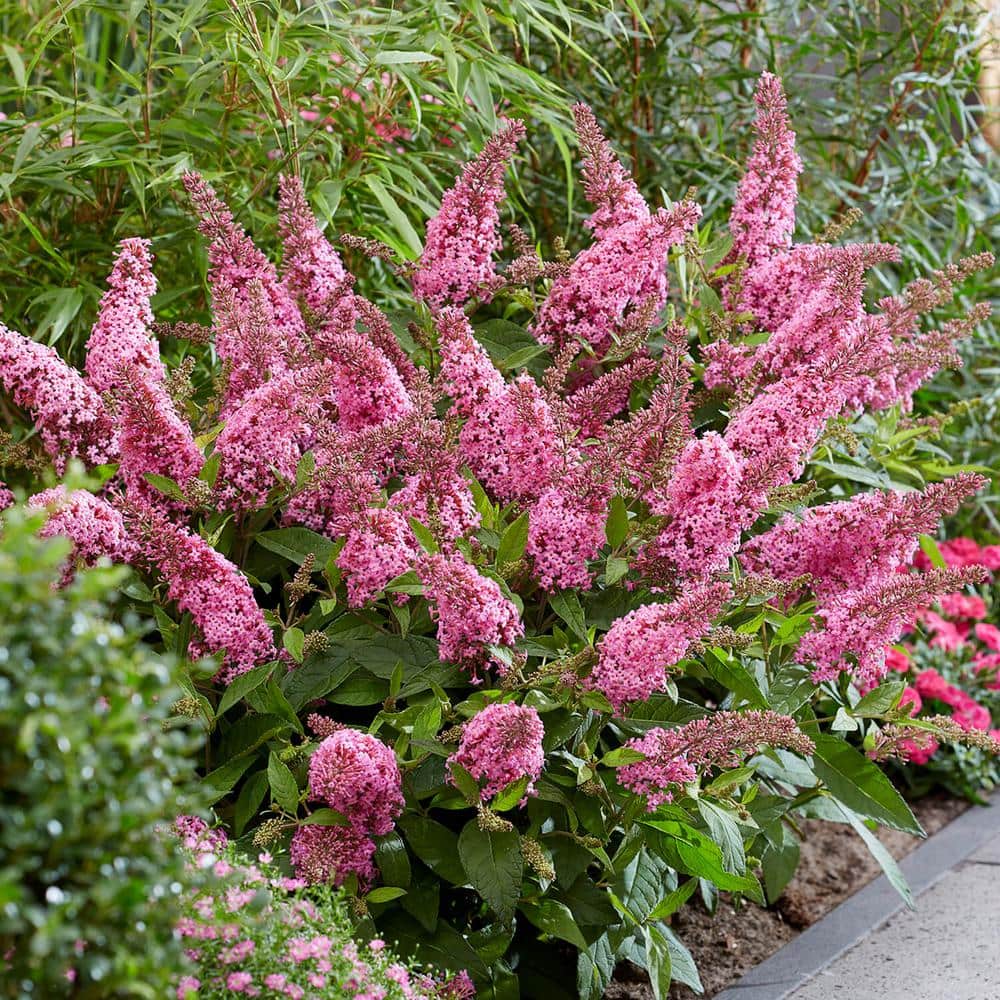 1.5 Gal. Lil’ Taffy Butterfly Bush (Buddleia) Live Shrub Plant, Pink Flowers - Hercitys