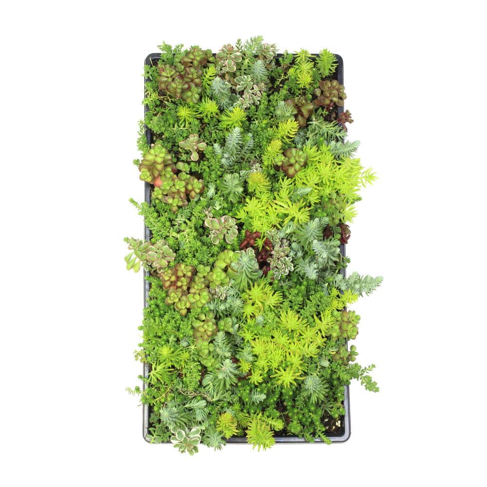 10 in. x 20 in. Multi-Color Sedum Mat - Hercitys