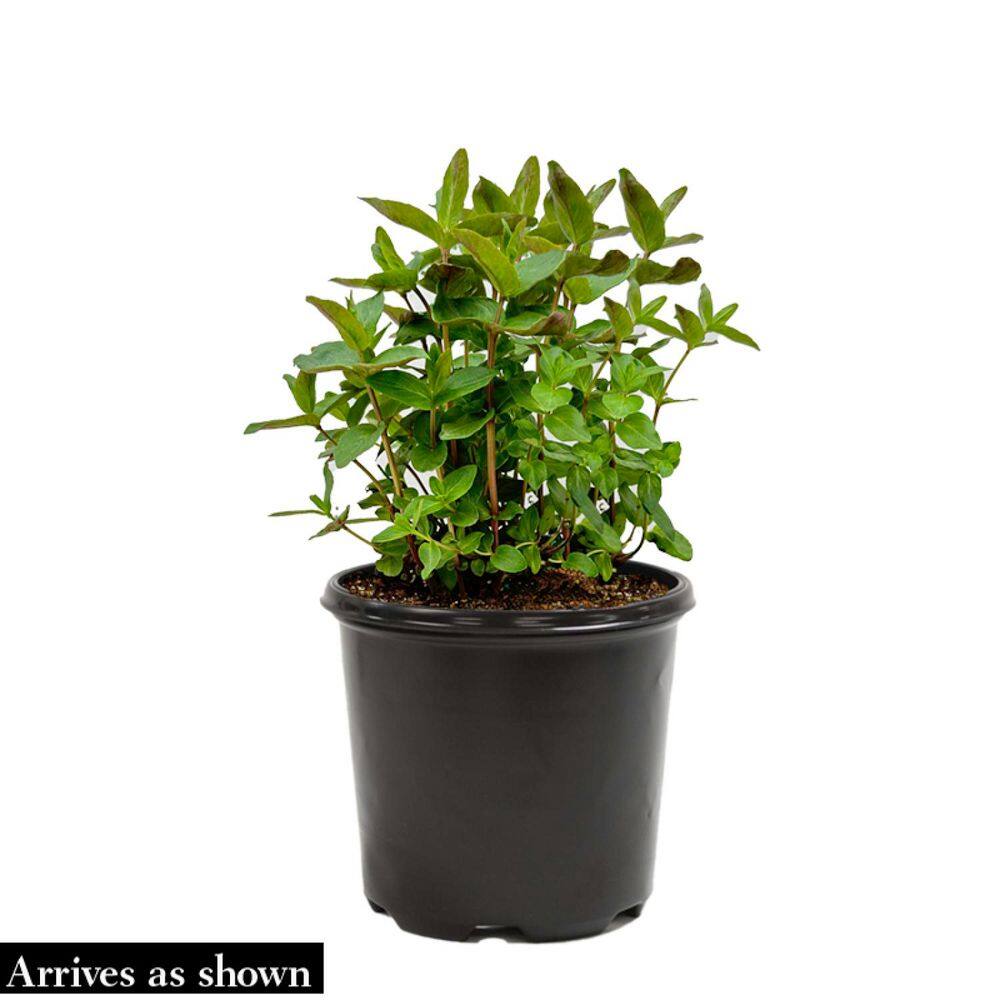 1 gal. Pot, Julia Rose Itoh Peony Deciduous Flowering Perennial Starter Plant (1-Pack) - Hercitys