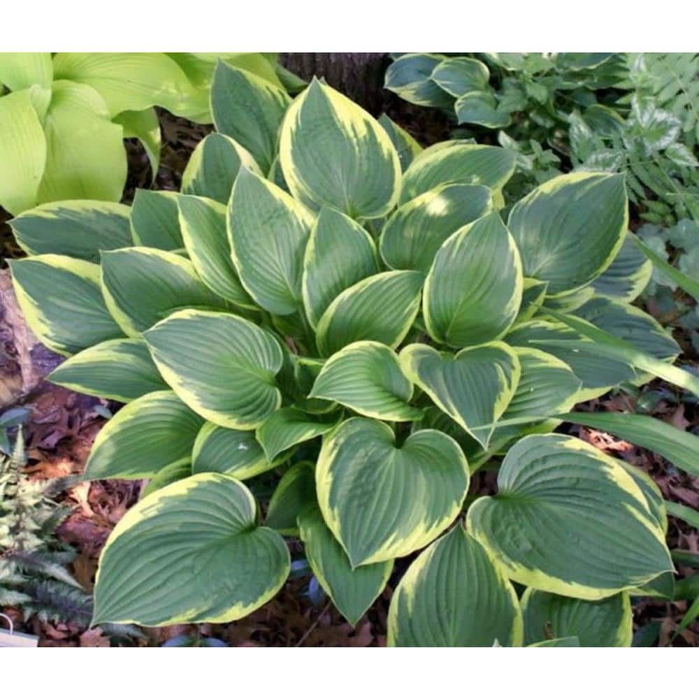 3 Gal. Aureomarginata Hosta Live Perennial Plant (2-Pack) - Hercitys