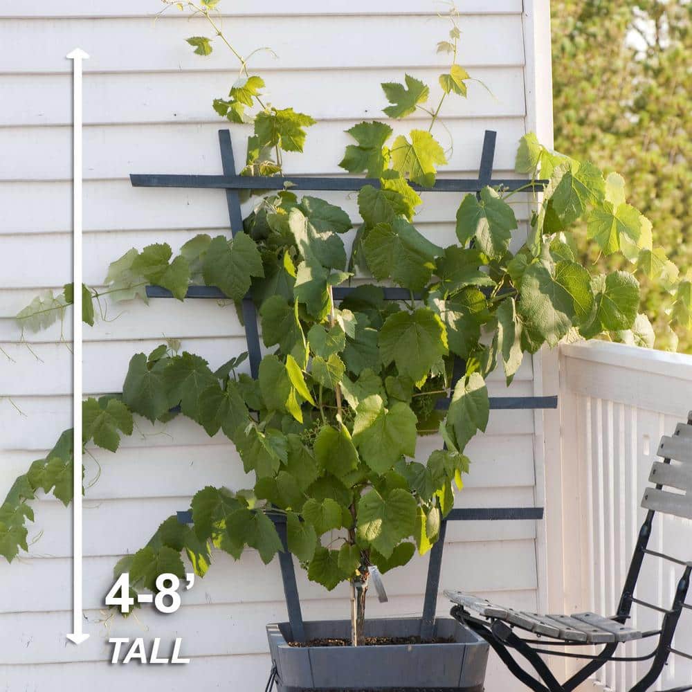 1-Year, Himrod Seedless Grape Bare Root, Non-GMO (Bag of 1) - Hercitys