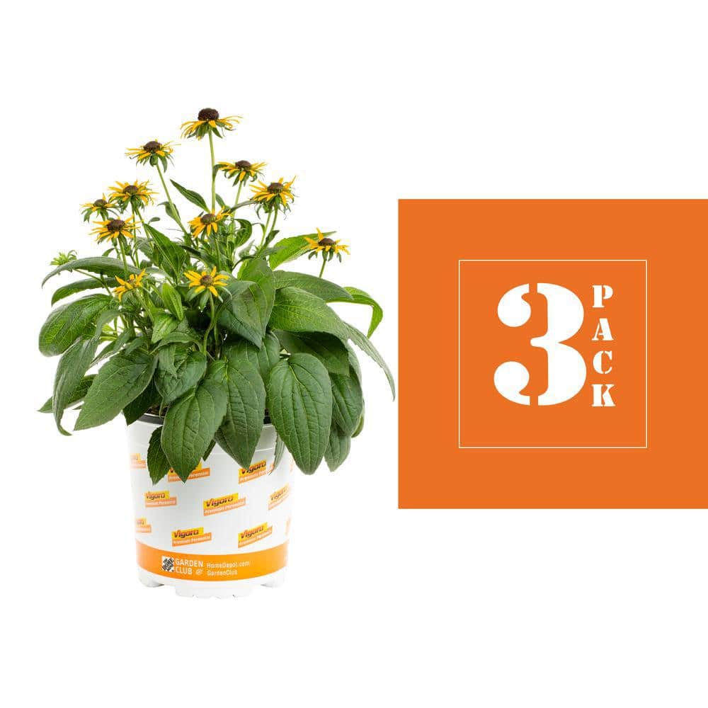 2 Qt. Yellow ‘Little Goldstar’ Rudbeckia Black Eyed Susan Perennial Plant (3-Pack) - Hercitys