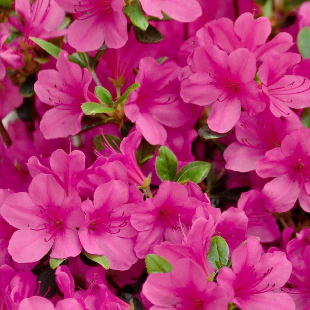 2.5 Quart Azalea ‘Rene Michelle’ Flowering Shrub with Pink Flowers - Hercitys