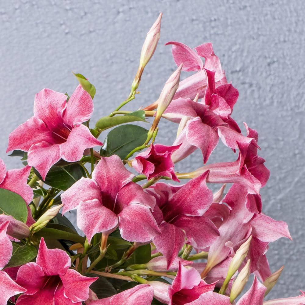 4 in. Mandevilla Mauvelous Summer Trumpet Vine Annual Plant with Mauve Flowers (3-Pack) - Hercitys