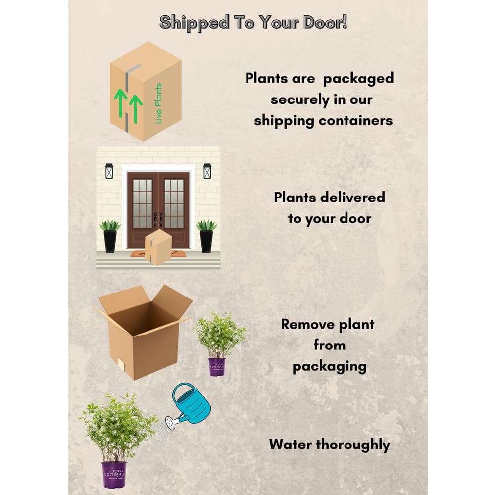 2 Gal. Lotus Moon Pearlbush Shrub with White Flowers - Hercitys