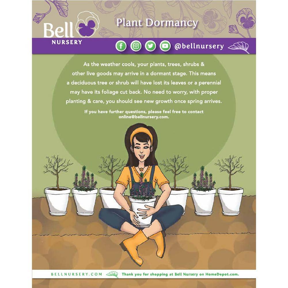 3 Gal. Cherries Jubilee Baptisia Live Perennial Plant (1-Pack) - Hercitys