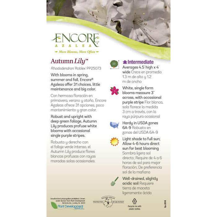 2 Gal. Autumn Lily Shrub with Brilliant White and Purple Streaking Reblooming Flowers - Hercitys