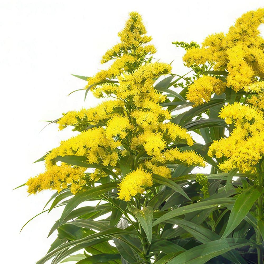 3.25 in. Goldenrod Spark Plug Perennial Plant with Yellow Flowers (3-Pack) - Hercitys