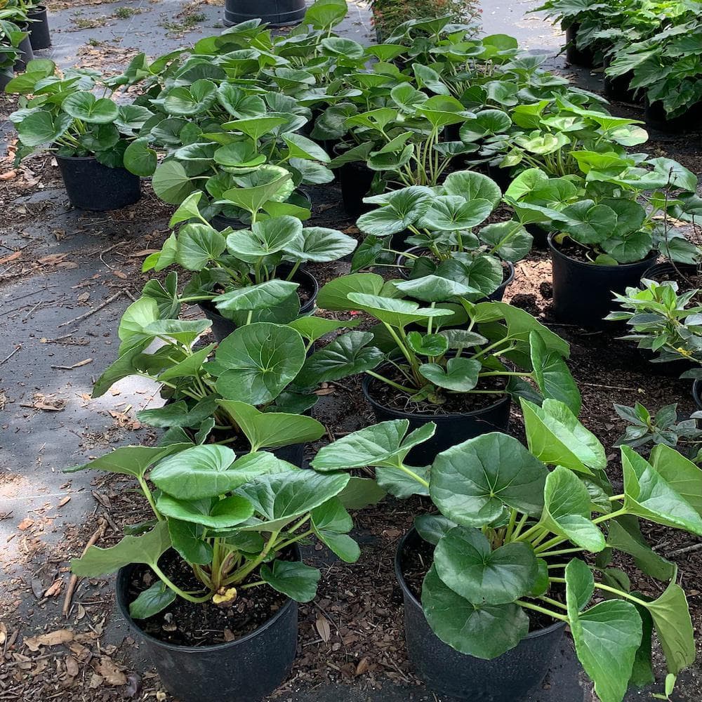 3 Gal. Leopard Farfugium Perennial Plant with Yellow Flowers - Hercitys