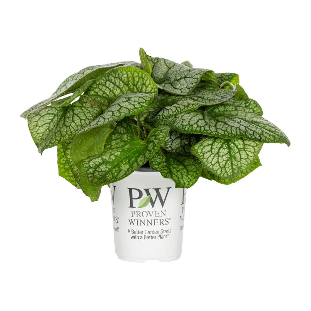 1 Qt. Brunnera Heart Leaf Jack of Diamonds Blue Perennial Plant (5-Pack) - Hercitys