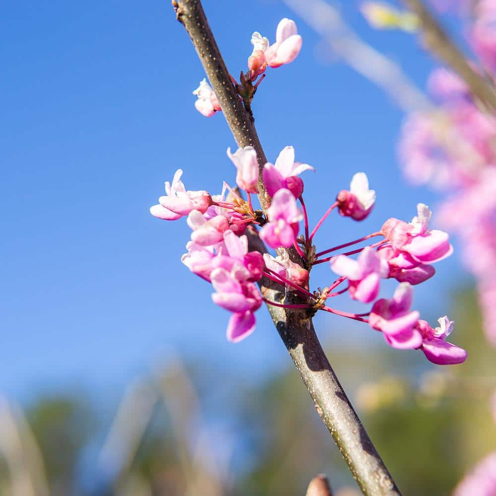 5 Gal. Eastern Redbud Tree (2-Pack) - Hercitys