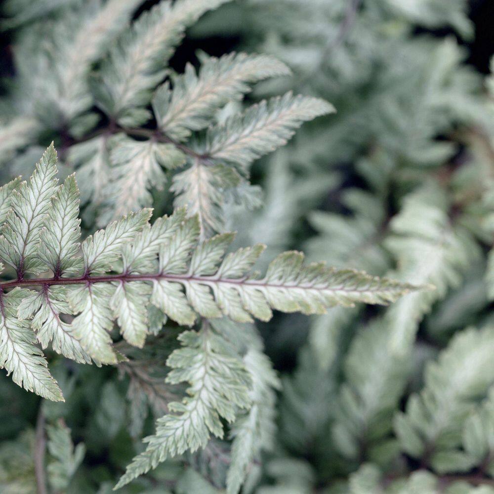 5.5 in. Pearly White Painted Fern Plant - Hercitys